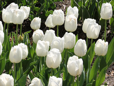 Tulipa cv. Nepal