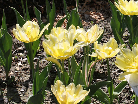 Tulipa cv. No Risk