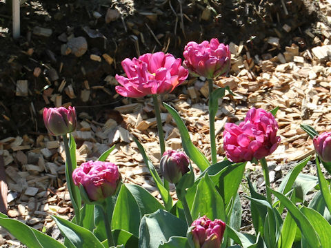 Tulipa cv. Purple Jacket