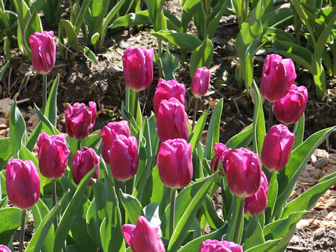 Tulipa cv. Purple Flag