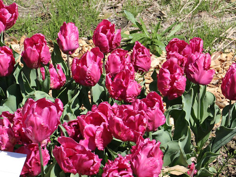 Tulipa cv. Parrot Prince