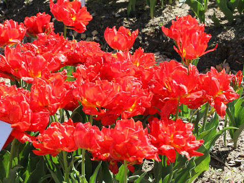 Tulipa cv. Viking