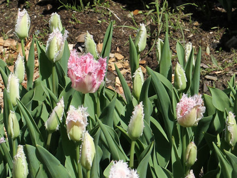 Tulipa cv. Huis Ten Bosch