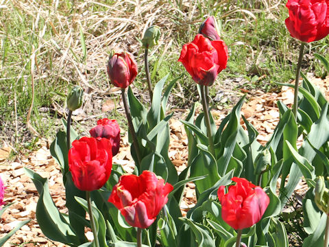 Tulipa cv. Bastogne Parrot