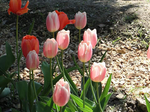 Tulipa cv. Apricot Delight