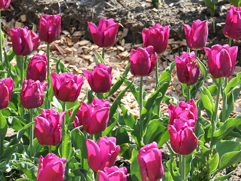 Tulipa cv. Passionale