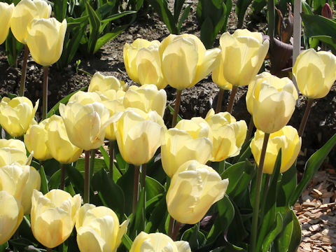 Tulipa cv. Vanilla Cream