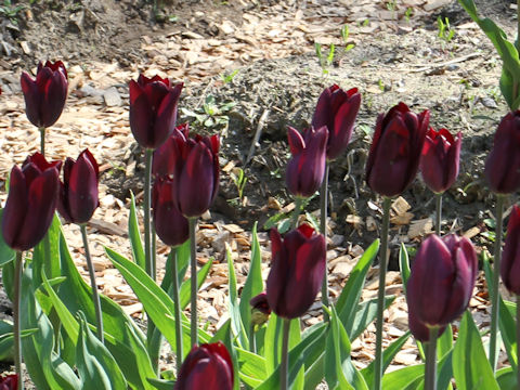 Tulipa cv. Havran