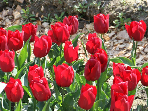 Tulipa cv. Pallada