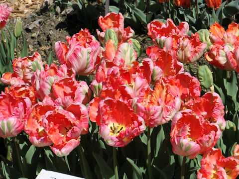 Tulipa cv. Apricot Parrot