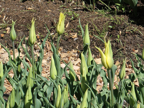 Tulipa cv. Pallade Gold