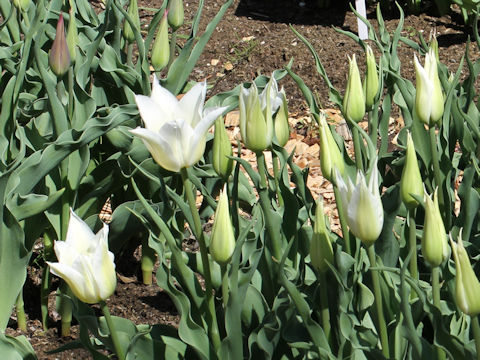 Tulipa cv. Pallade White