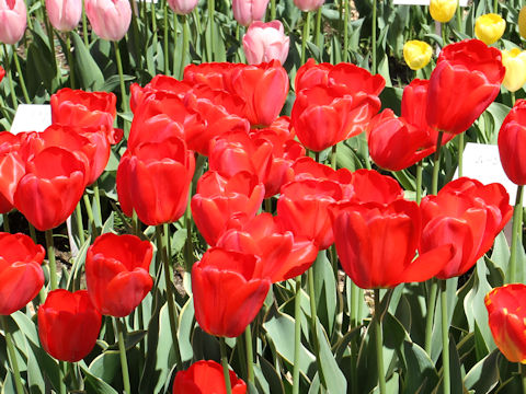 Tulipa cv. Parade Design