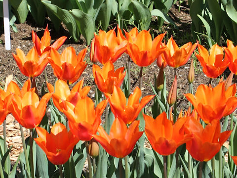 Tulipa cv. Ballerina