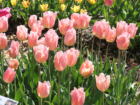 Tulipa cv. Apricot Beauty