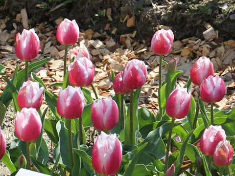 Tulipa cv. Valentine
