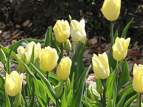 Tulipa cv. Hans Deitrich Gensher