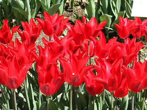 Tulipa cv. Pieter de Leur