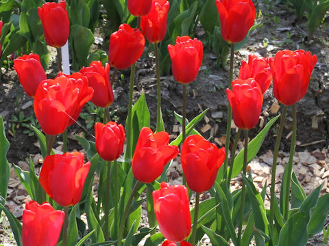 Tulipa cv. Victor Mundi