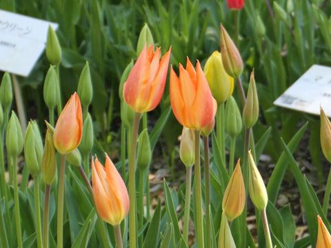 Tulipa cv. Big Brother