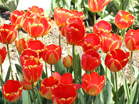Tulipa cv. Beauty of Apeldoorn