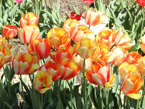 Tulipa cv. Beauty of Spring