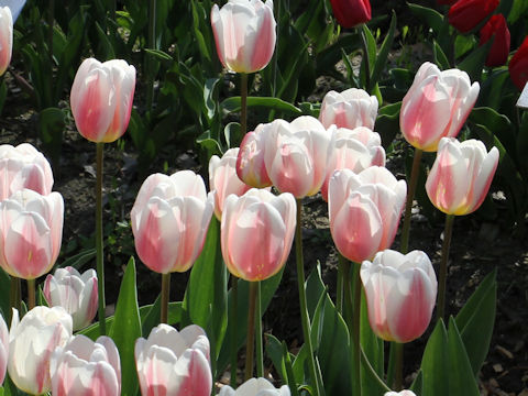 Tulipa cv. Beau Monde