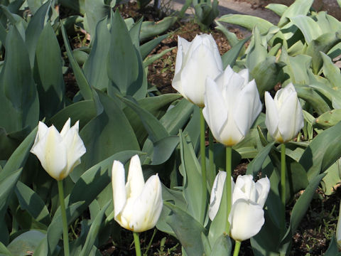 Tulipa cv. Purissima