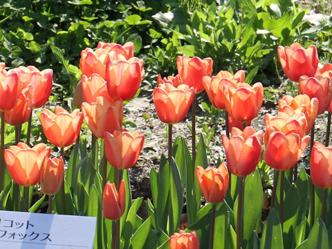 Tulipa cv. Apricot Fox
