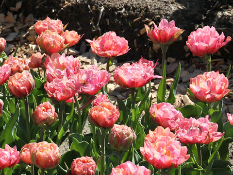 Tulipa cv. Pink Cameo