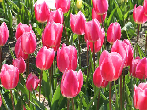 Tulipa cv. Pink Surprise