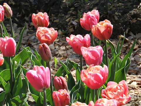 Tulipa cv. Pink Star