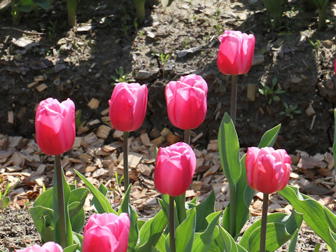 Tulipa cv. Pink Twist