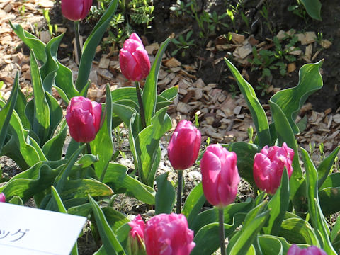 Tulipa cv. Pink Flag