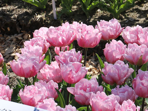 Tulipa cv. Pink Miracle