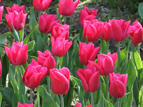 Tulipa cv. Pink Ribbon