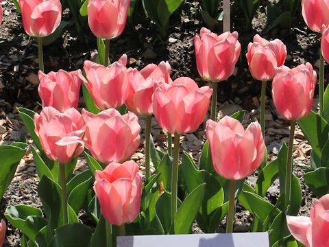 Tulipa cv. Apricona