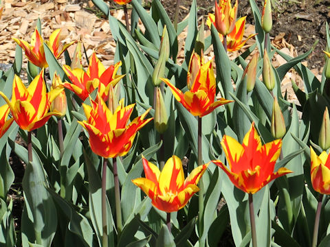 Tulipa cv. Firework