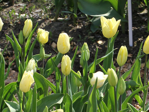 Tulipa cv. Fats Domino