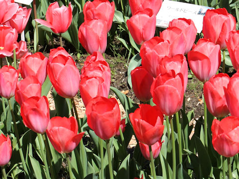 Tulipa cv. Van Eijk