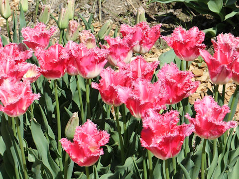 Tulipa cv. Fancy Frills