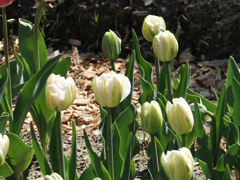 Tulipa cv. Finola
