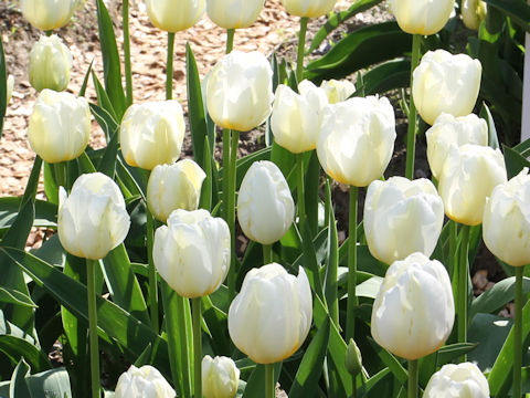 Tulipa cv. Pays Bas