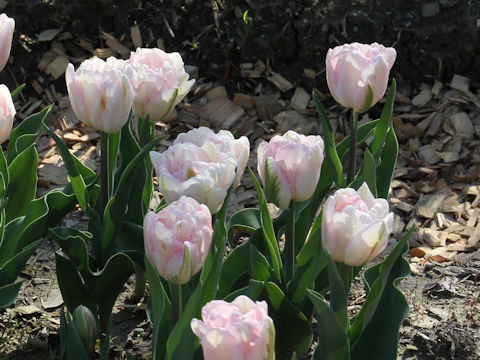 Tulipa cv. Foxy Foxtrot