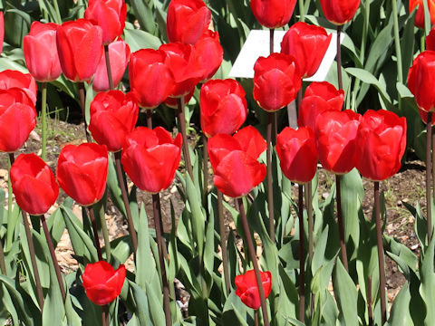 Tulipa cv. Fostery King