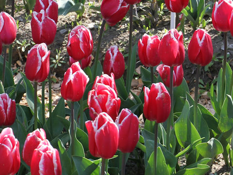 Tulipa cv. Furand