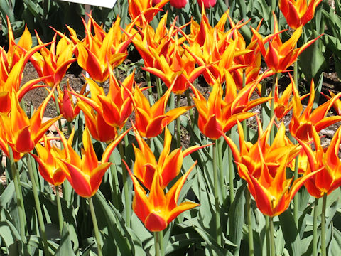 Tulipa cv. Fly Away