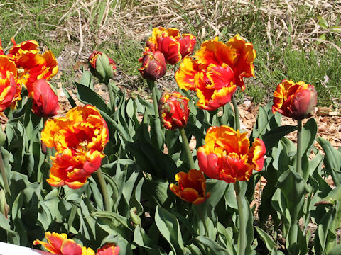 Tulipa cv. Bright Parrot