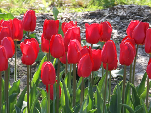 Tulipa cv. Avenue