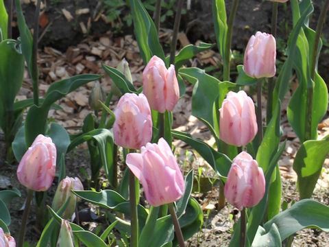 Tulipa cv. Bright Pink Lady